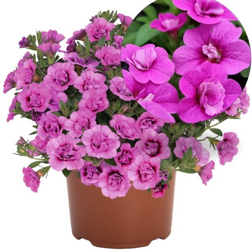 Calibrachoa 'Aloha Double Dark Pink 2024' - Puispetuunia 'Aloha Double Dark Pink 2024'